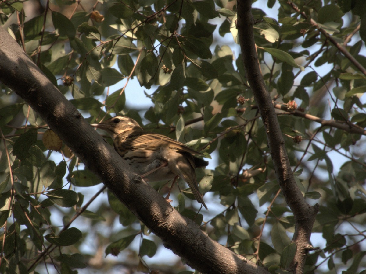 Tree/Olive-backed Pipit - ML643500085