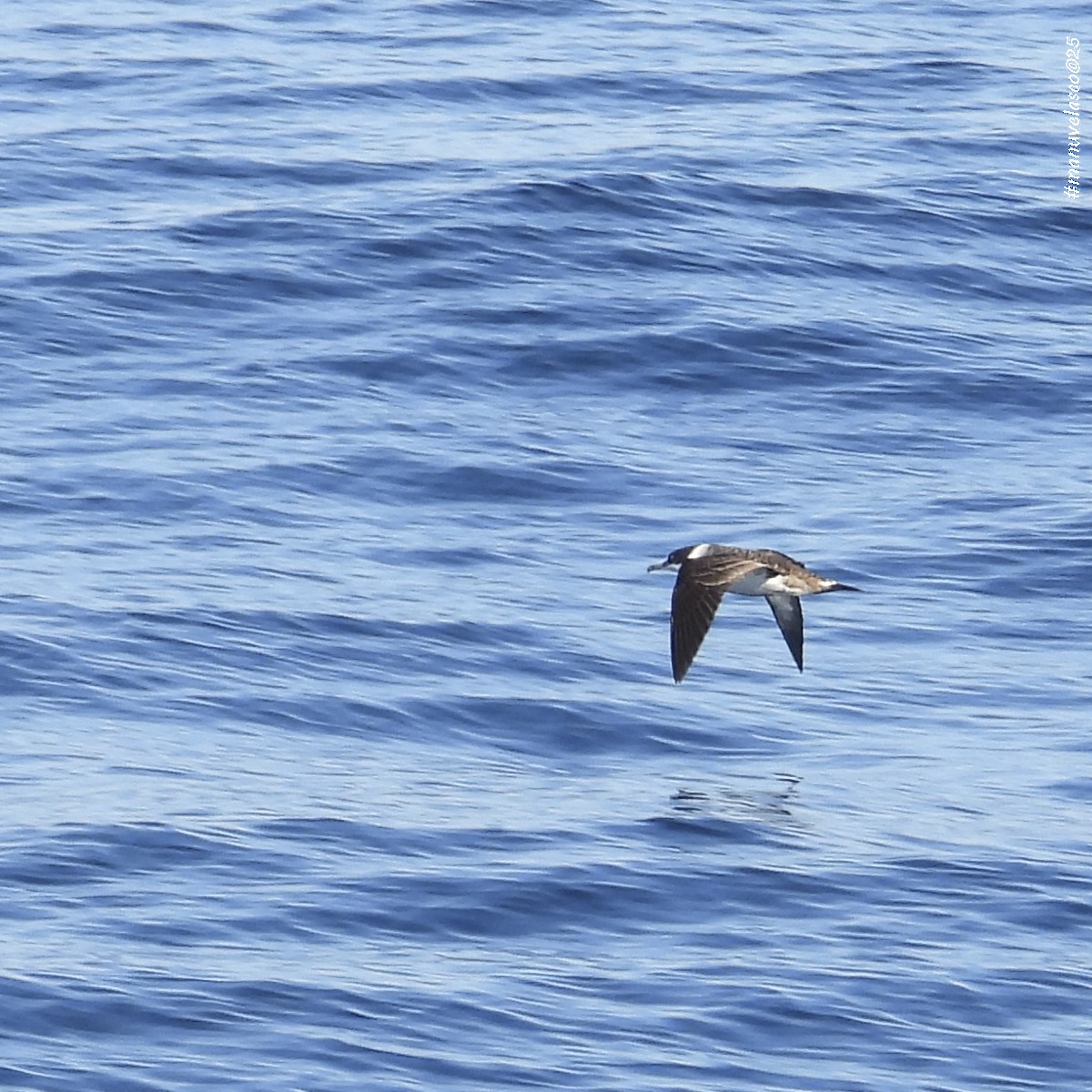 Great Shearwater - ML643500086