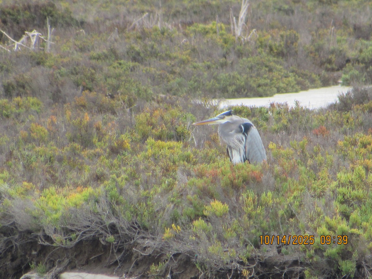 Great Blue Heron - ML643500089