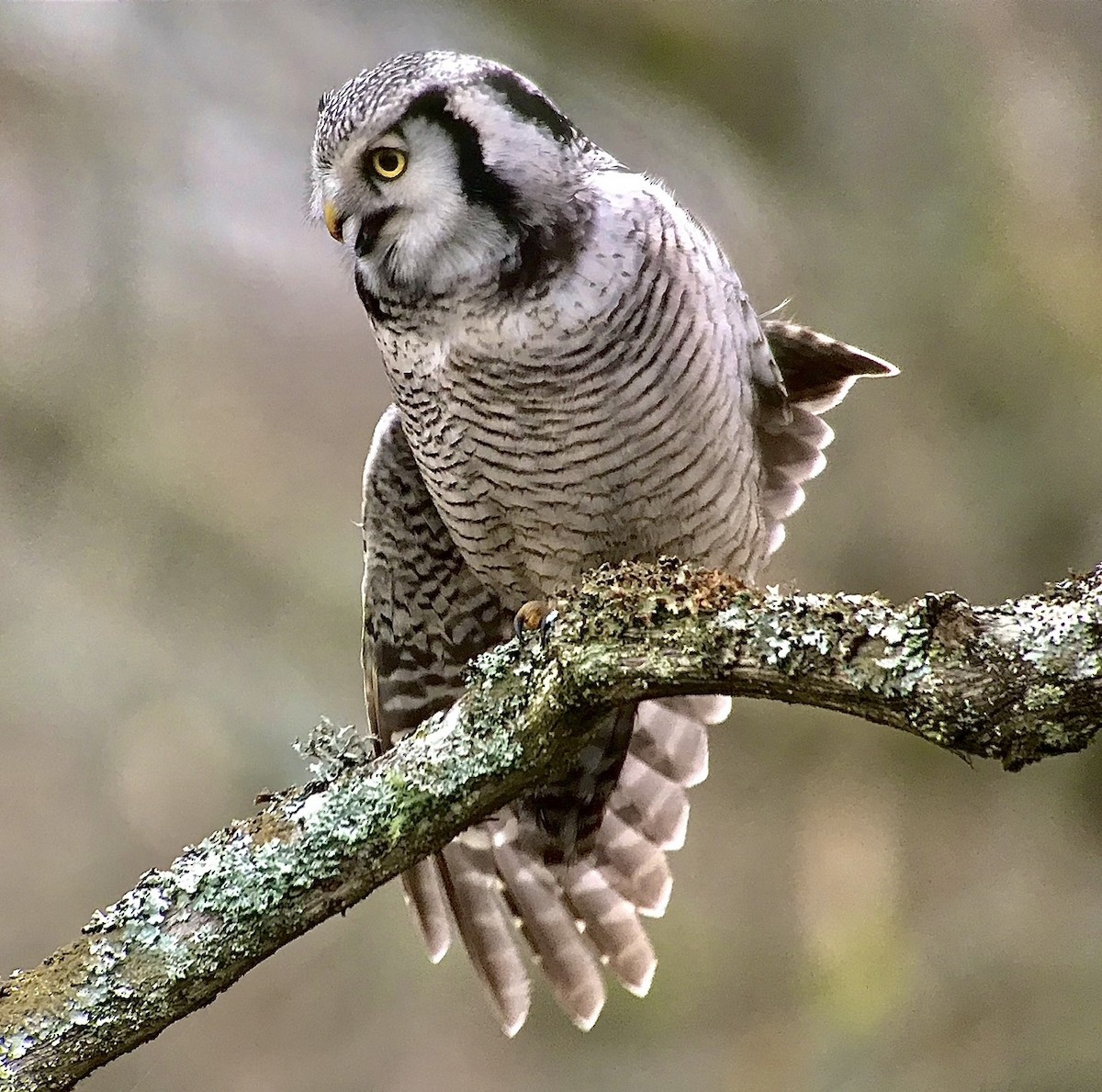 Northern Hawk Owl - ML643500092