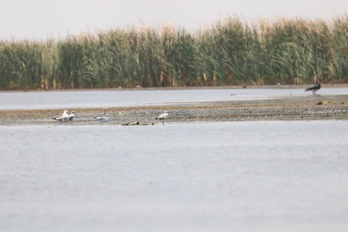 Spur-winged Goose - ML643500094