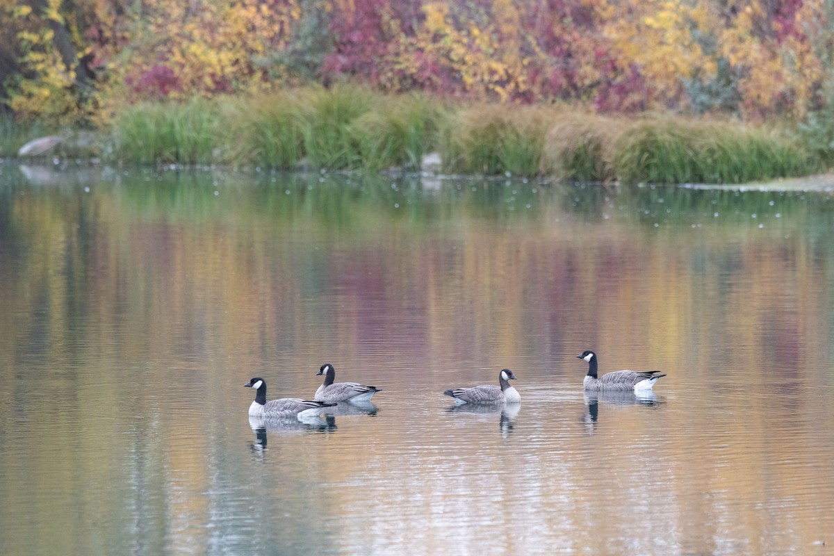 Cackling Goose - ML643500096