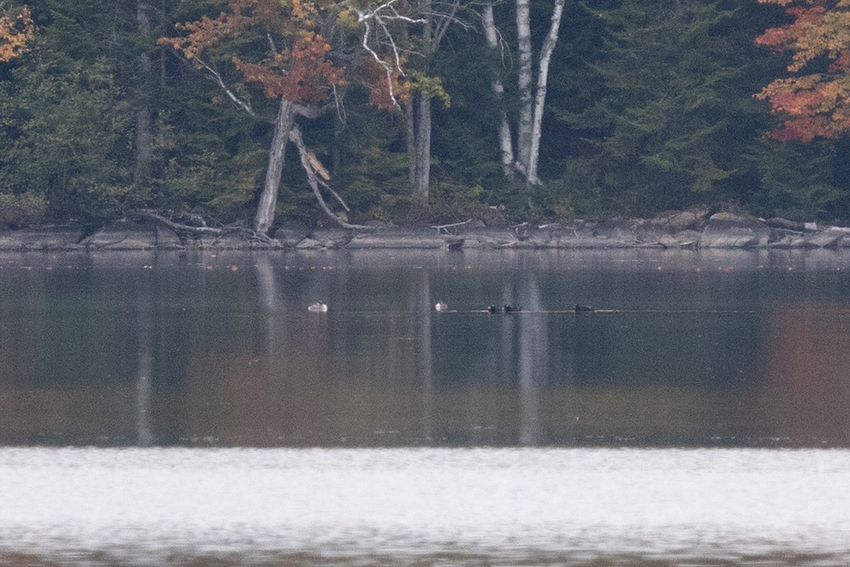 Red-necked Grebe - ML643500099