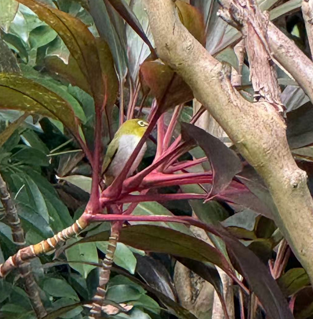 Swinhoe's White-eye - ML643500104