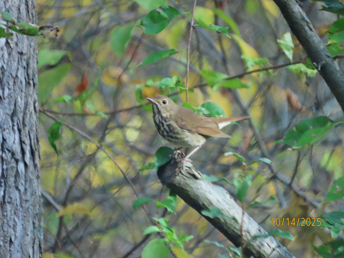 Hermit Thrush - ML643500105