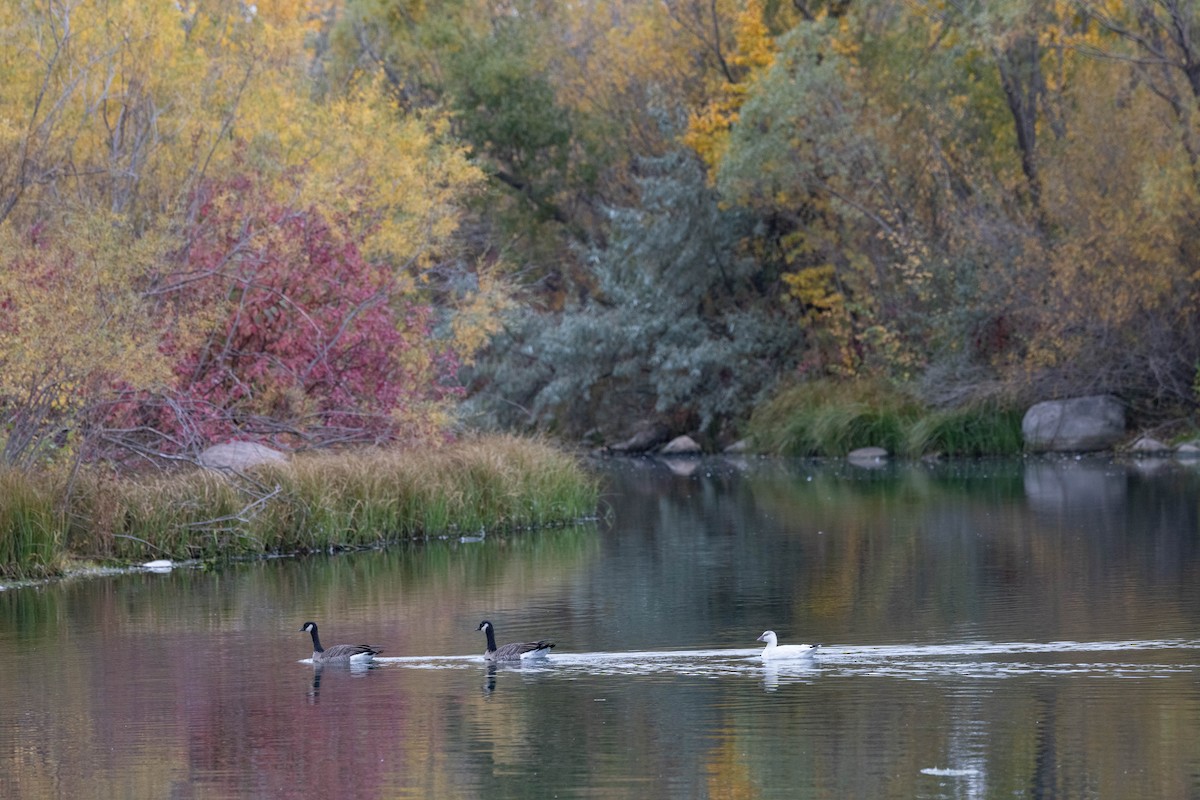 Ross's Goose - ML643500108