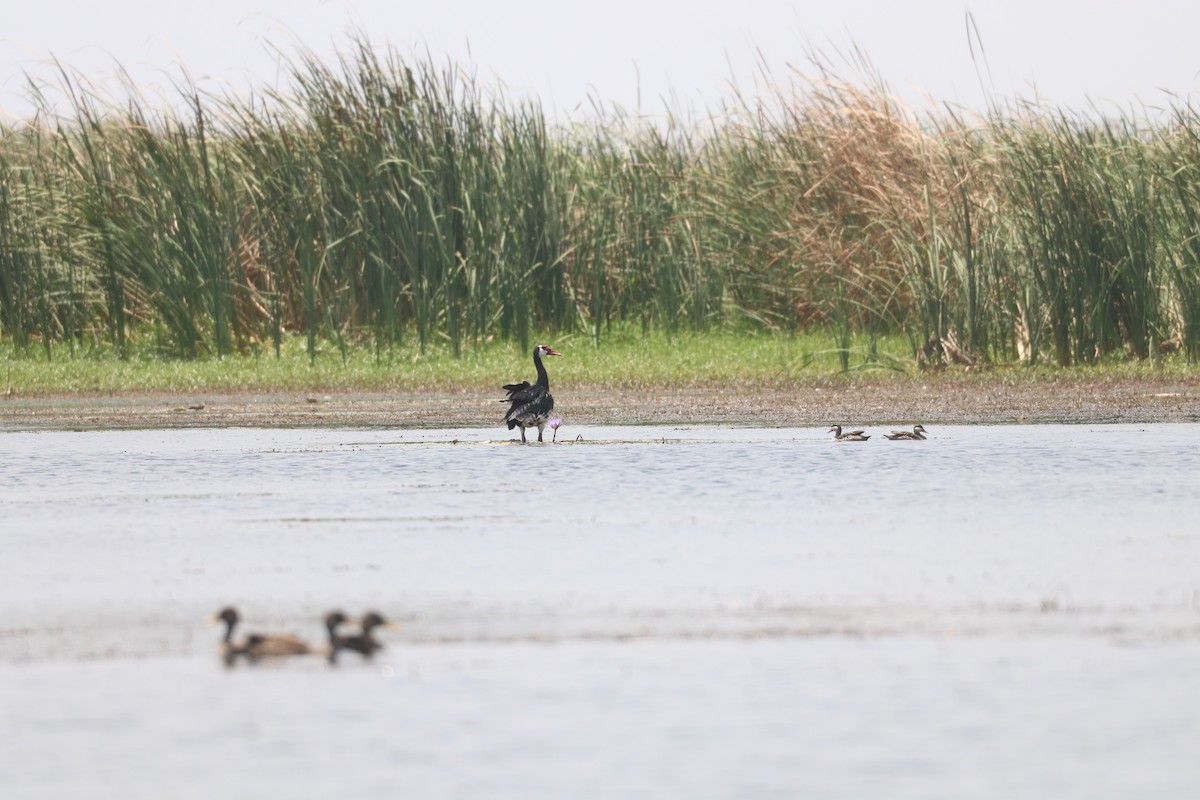 Spur-winged Goose - ML643500111