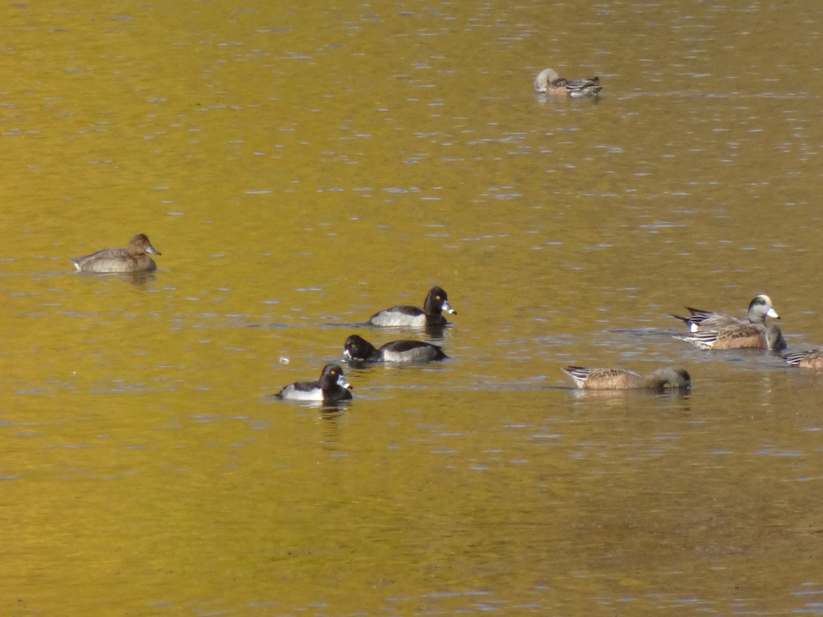 Ring-necked Duck - ML643500115