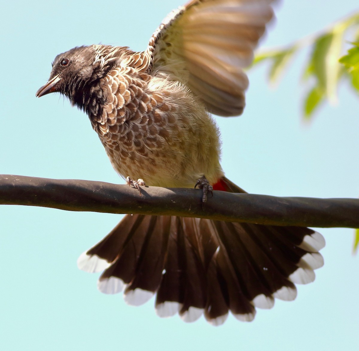 Red-vented Bulbul - ML643500117