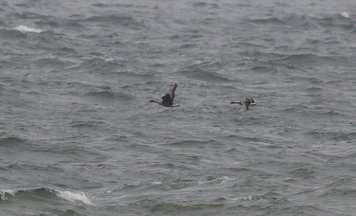 Tundra Bean-Goose - ML643500119