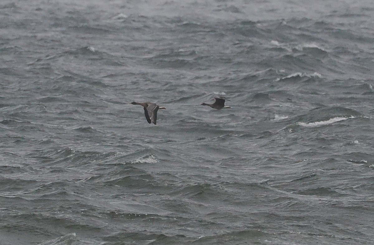 Tundra Bean-Goose - ML643500122