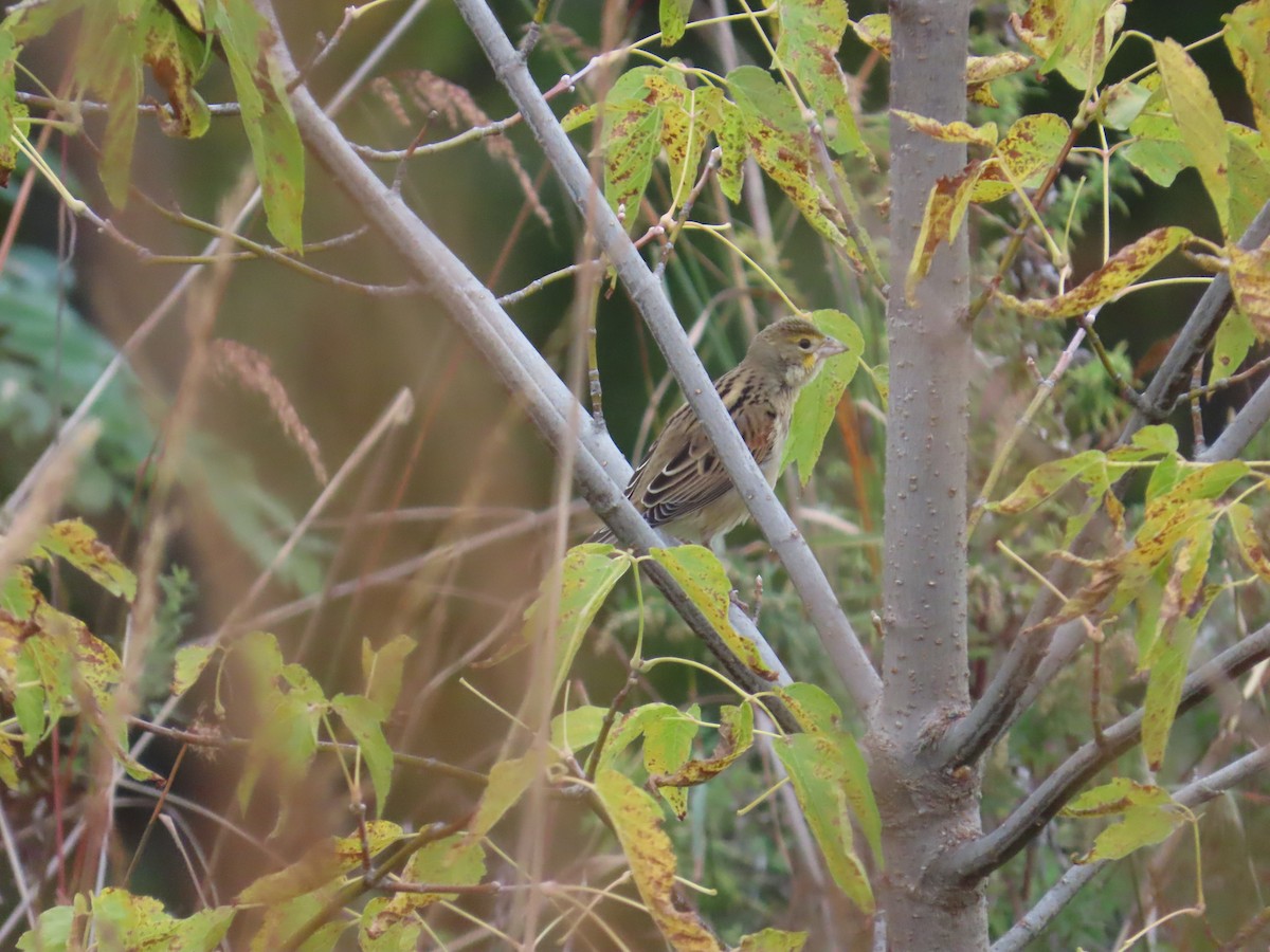 Dickcissel - ML643500123