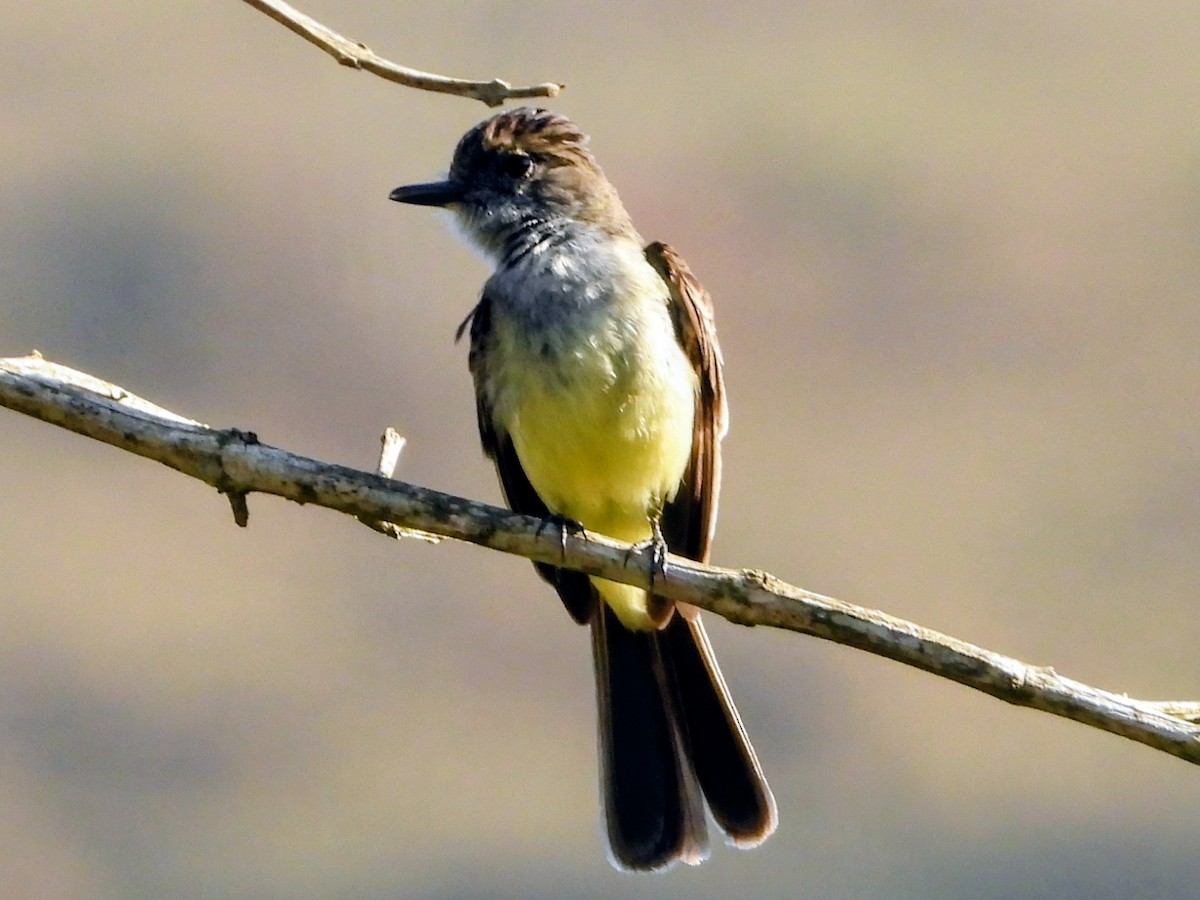 Short-crested Flycatcher - ML643500125