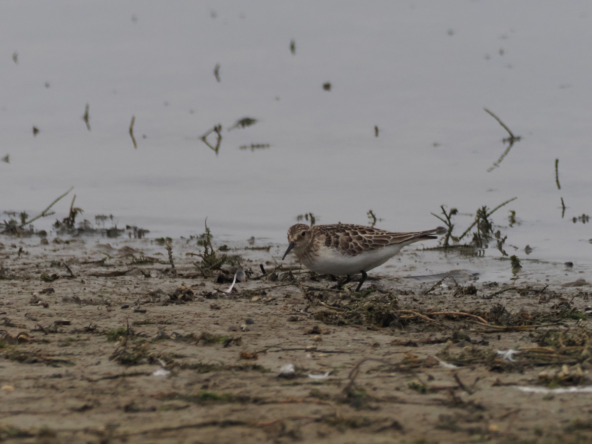 Baird's Sandpiper - ML643500127