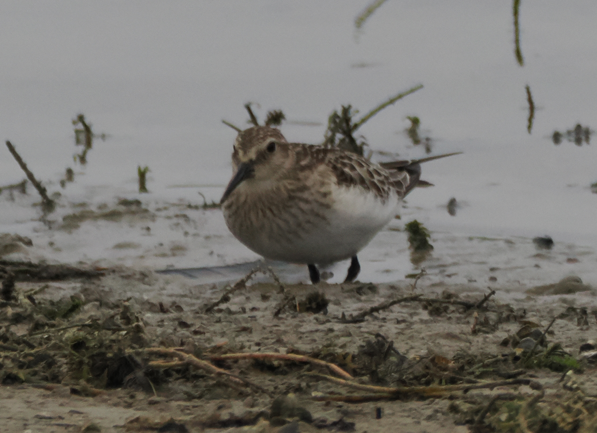 Baird's Sandpiper - ML643500129