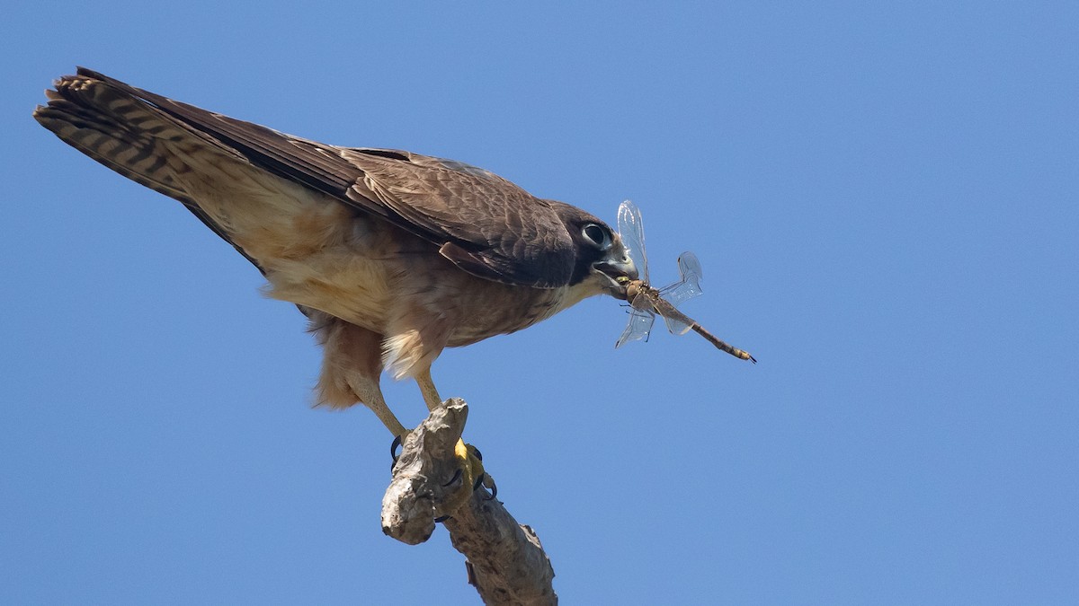 Australian Hobby - James Bennett