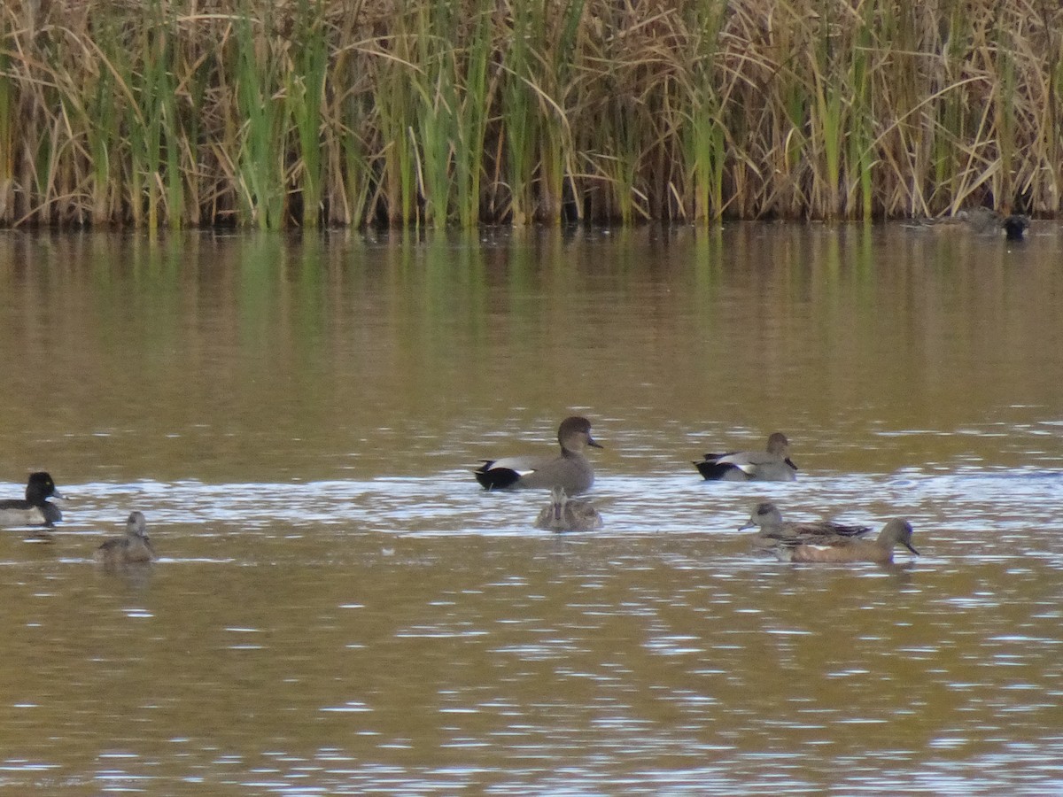 Gadwall - ML643500164