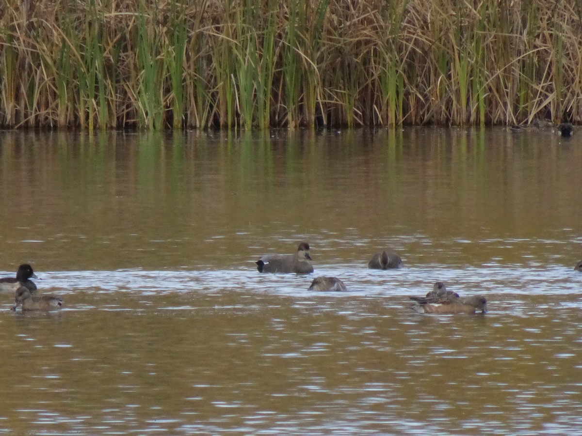Gadwall - ML643500165