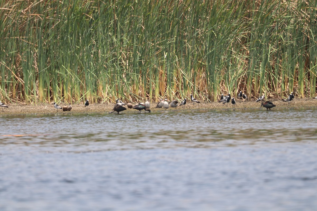 Blue-billed Teal - ML643500174