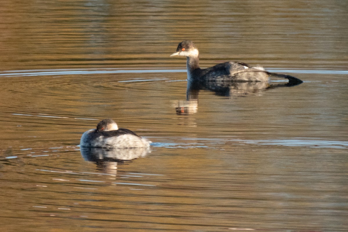 Eared Grebe - ML643500184