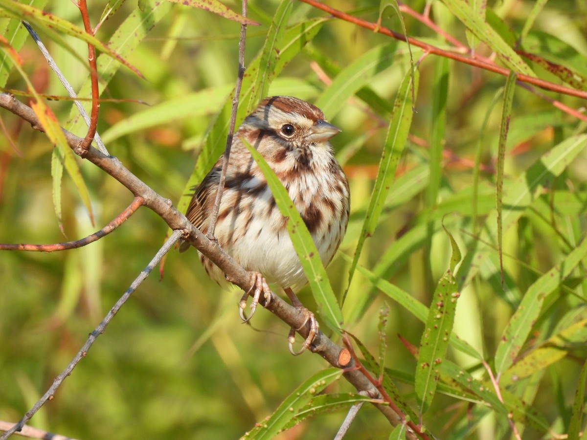 Song Sparrow - ML643500201