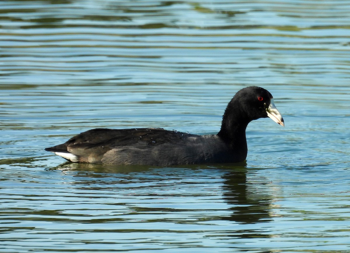American Coot - ML643500202