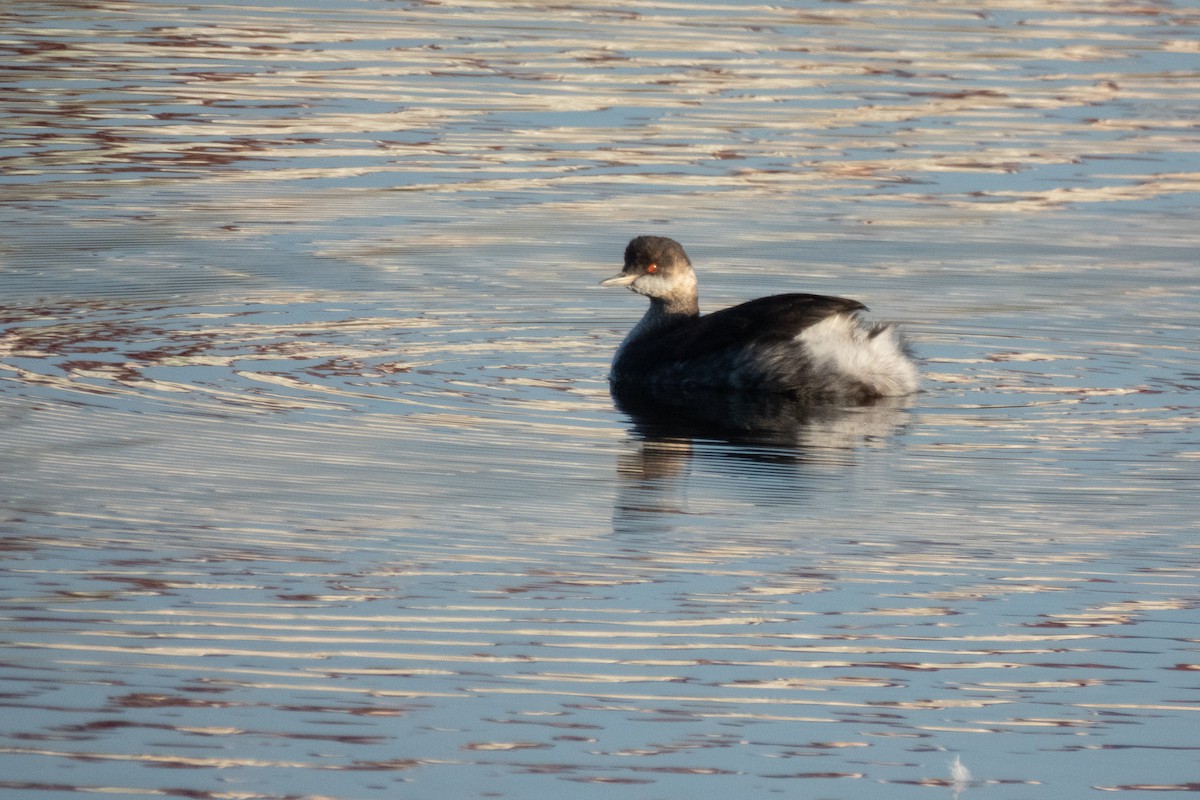 Eared Grebe - ML643500204
