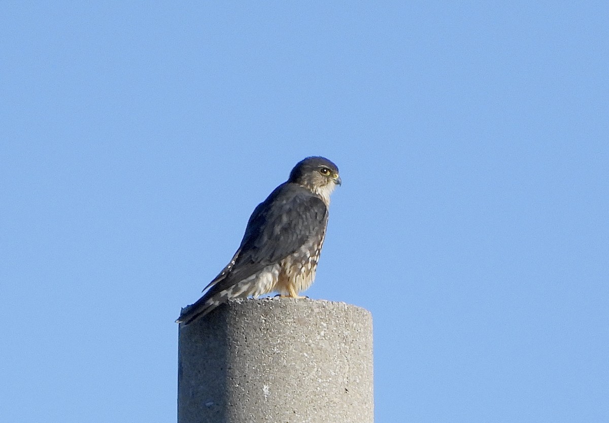 Merlin - ML643500205