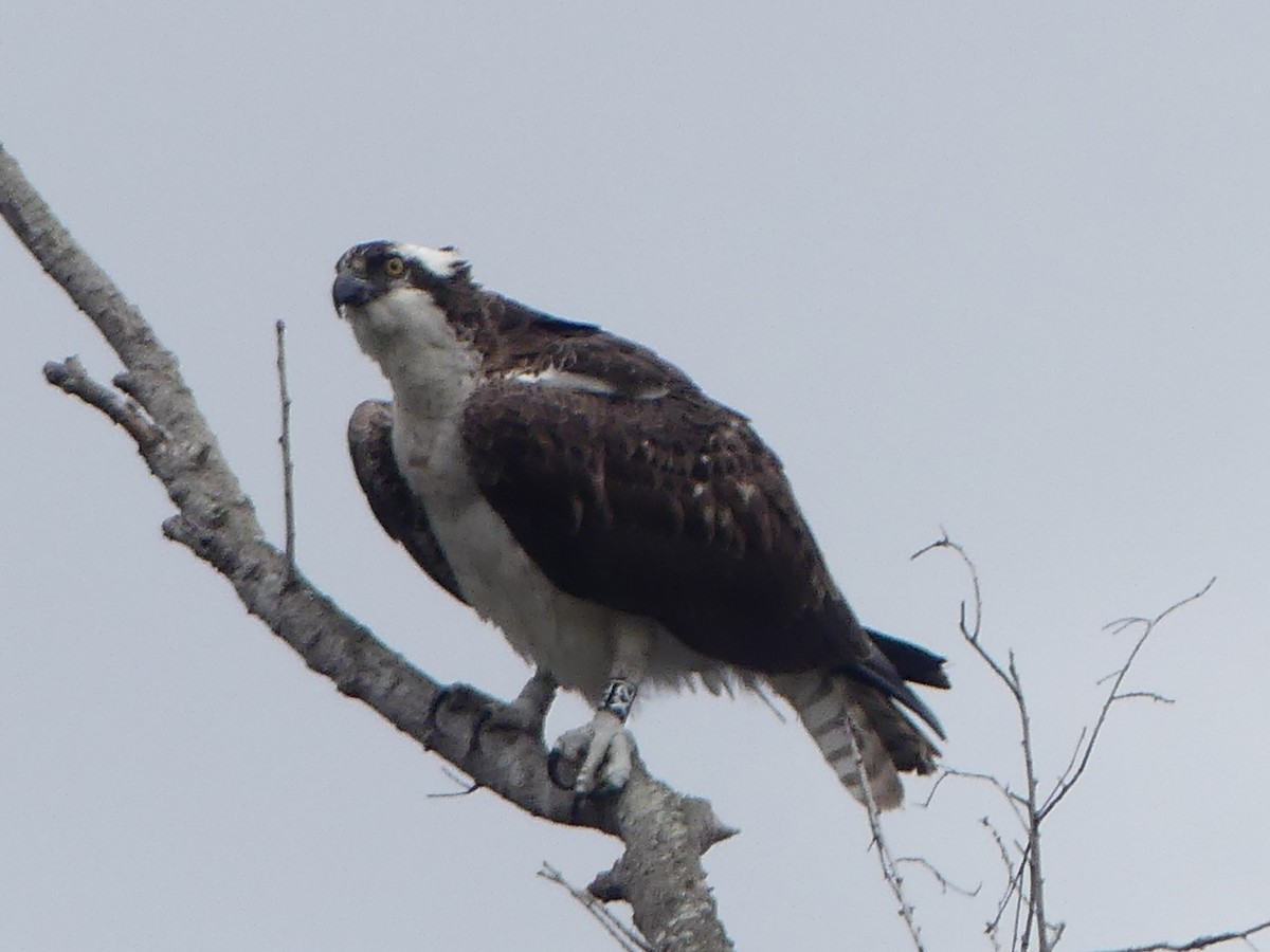 Osprey - ML643500209