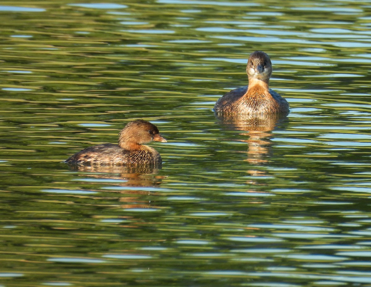 Pied-billed Grebe - ML643500211