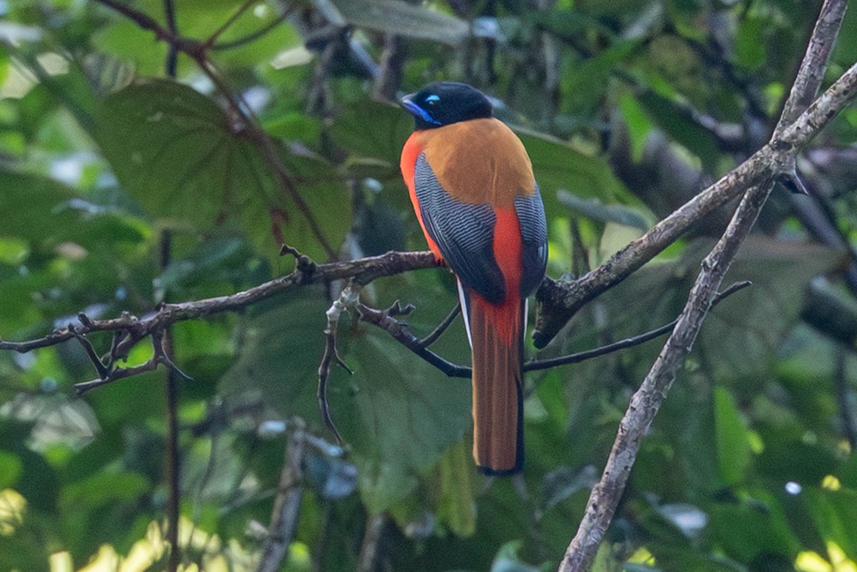 Scarlet-rumped Trogon - ML643500212