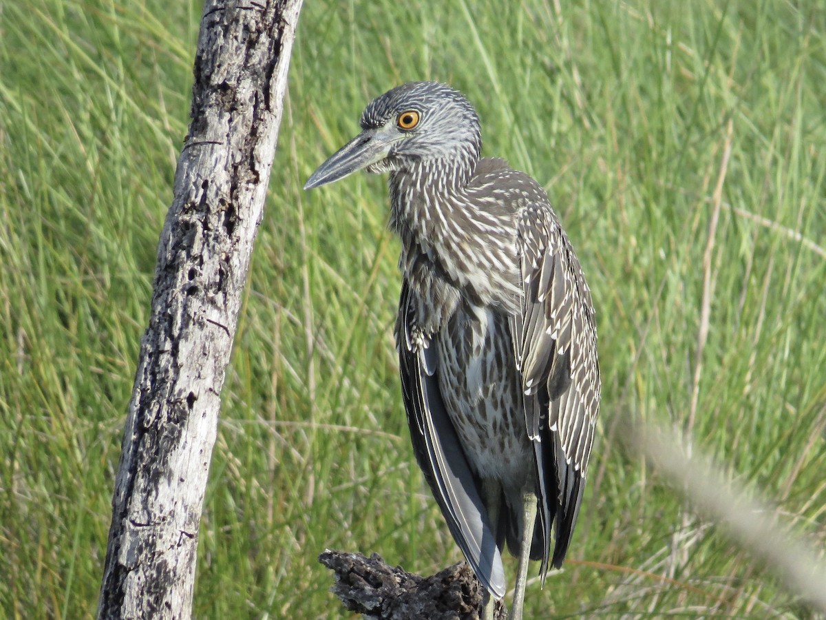 Yellow-crowned Night Heron - ML643500213