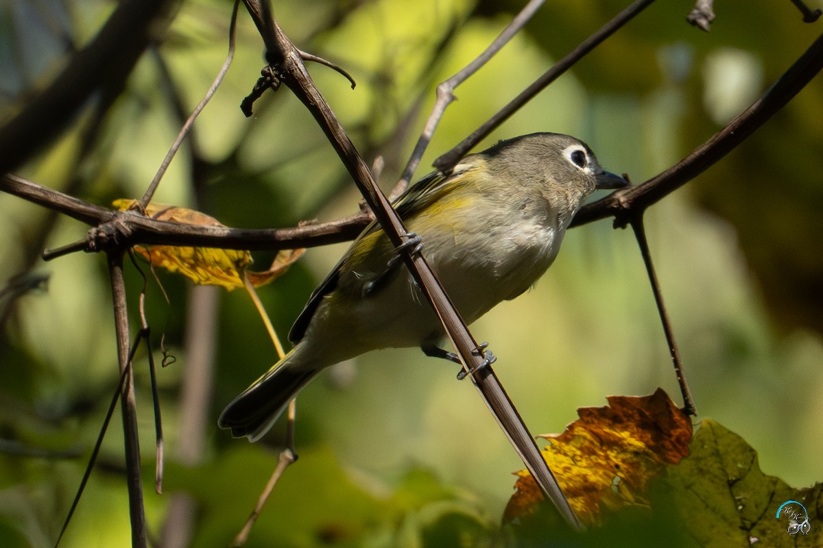 Blue-headed Vireo - ML643500214