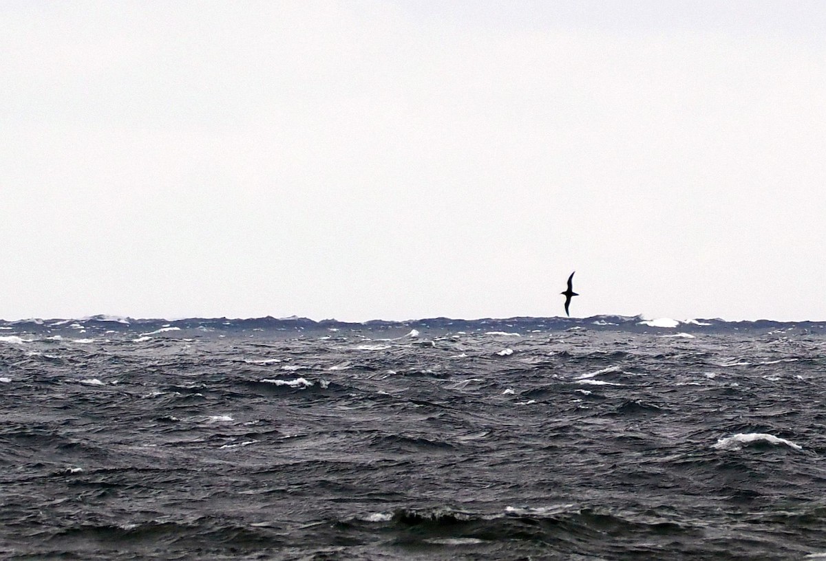 Sooty Shearwater - ML643500215