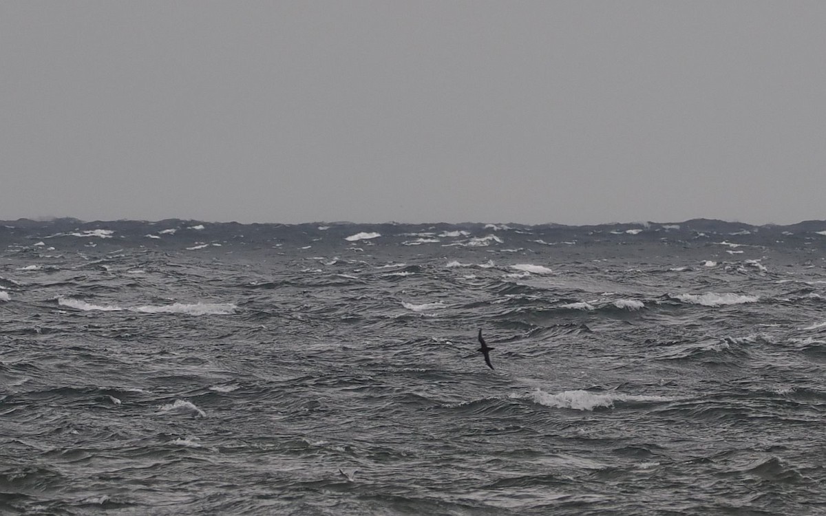 Sooty Shearwater - ML643500216
