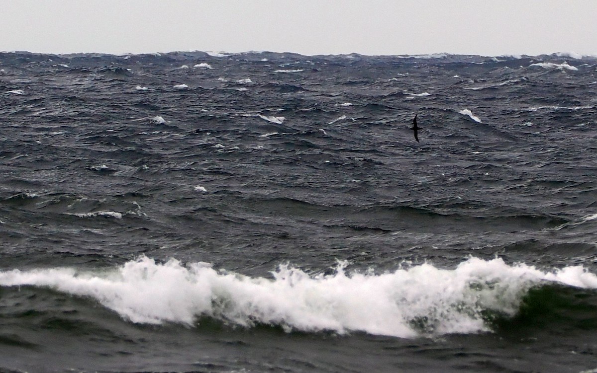 Sooty Shearwater - ML643500217