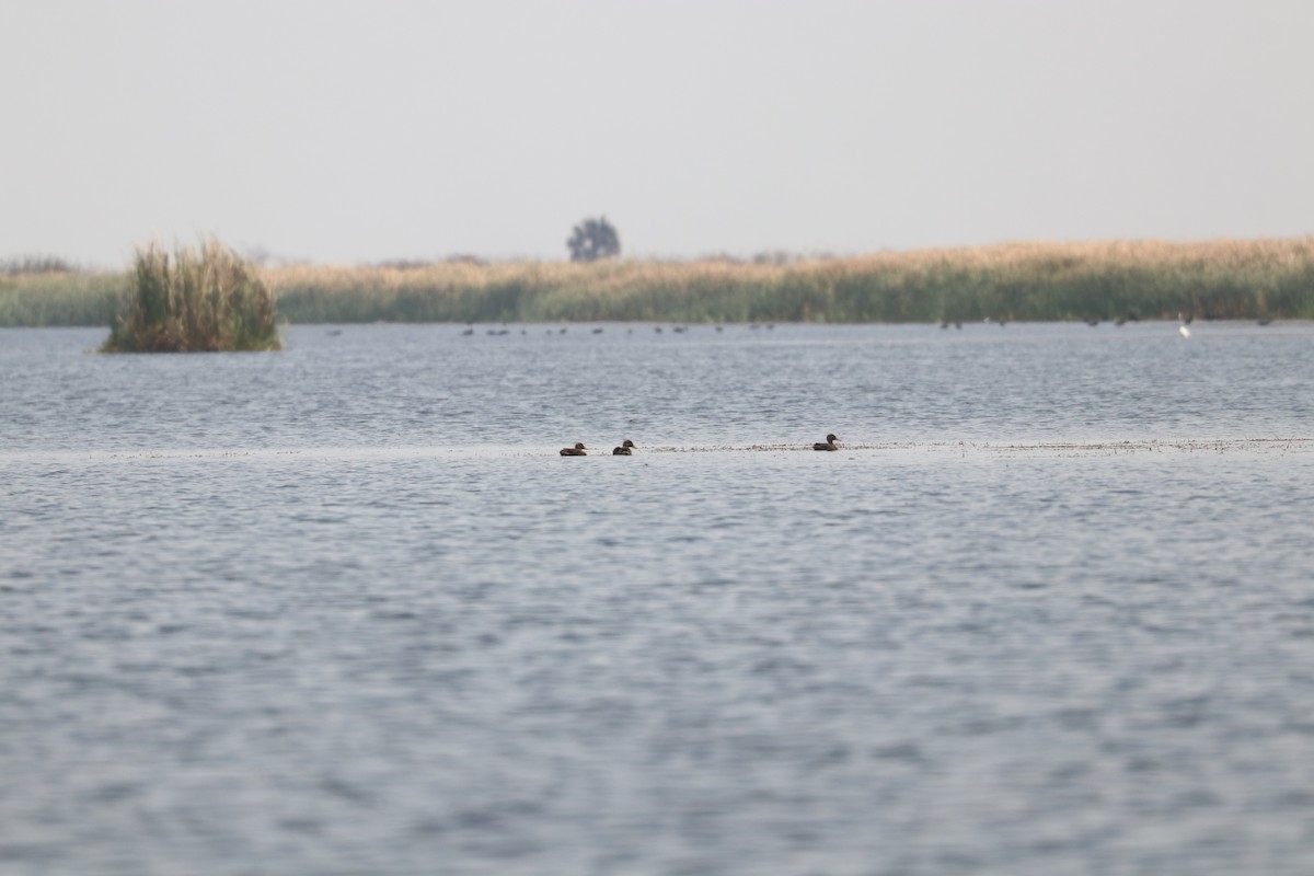 Yellow-billed Duck - ML643500219