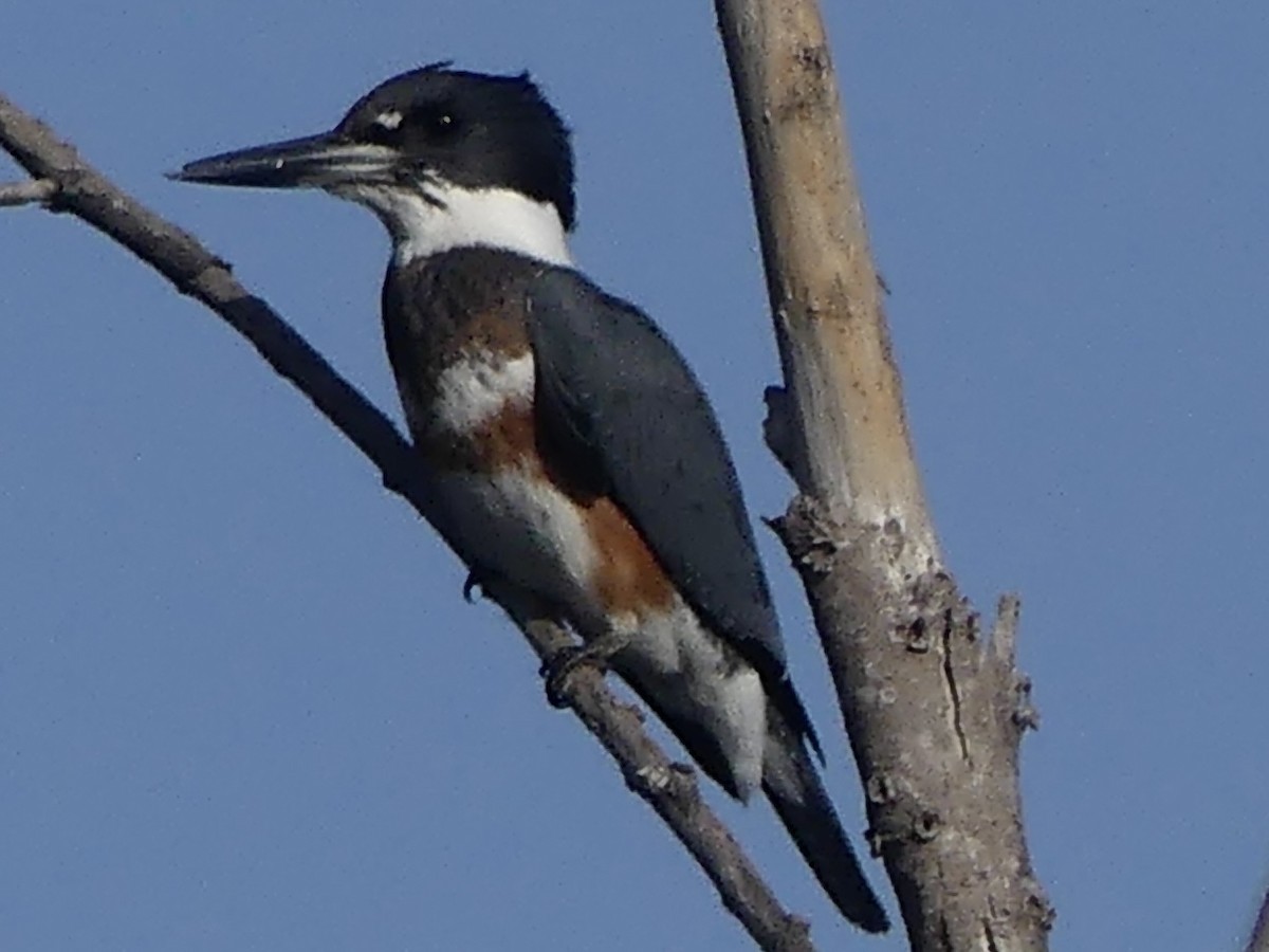 Belted Kingfisher - ML643500220
