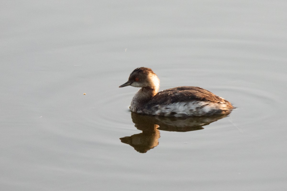 Eared Grebe - ML643500221
