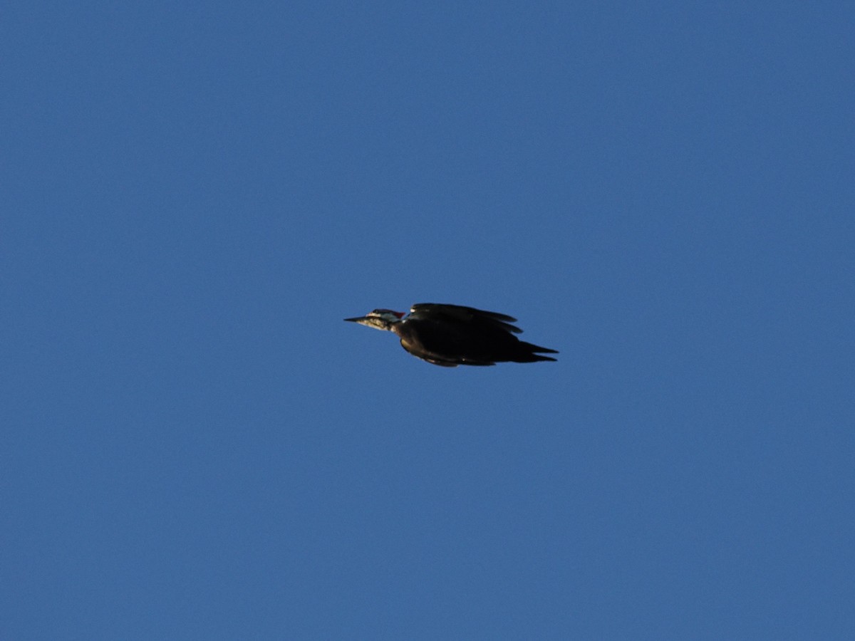 Pileated Woodpecker - ML643500222