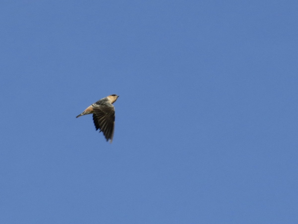 Cave Swallow (Texas) - ML643500223