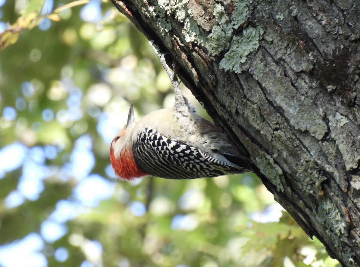 Red-bellied Woodpecker - ML643500224