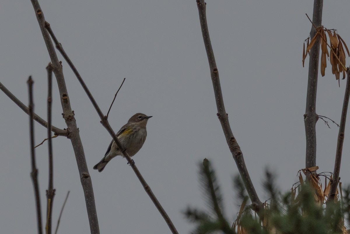 Yellow-rumped Warbler (Myrtle) - ML643500226