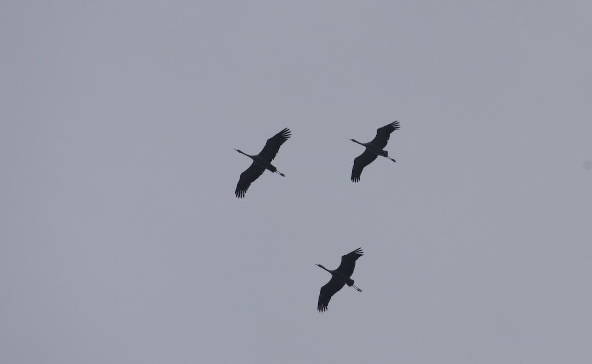 Common Crane - ML643500227