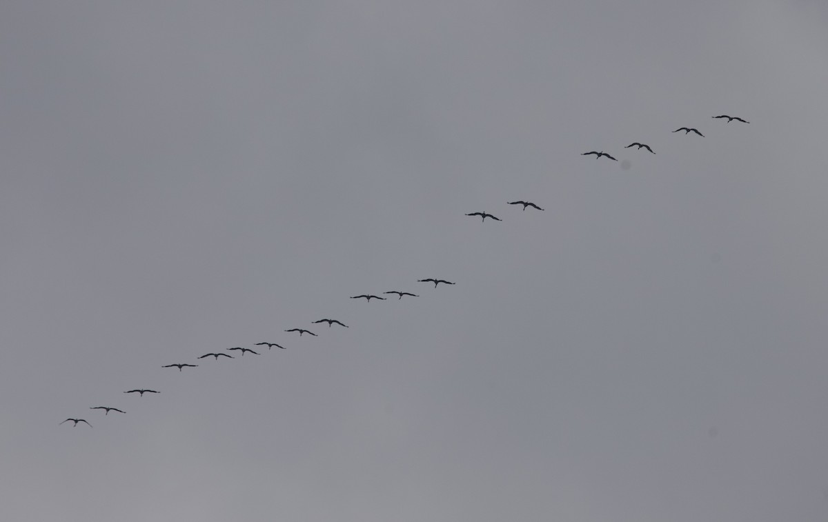 Common Crane - ML643500228