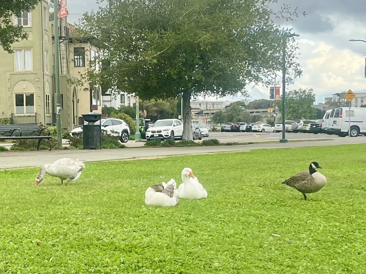 Graylag Goose (Domestic type) - ML643500229