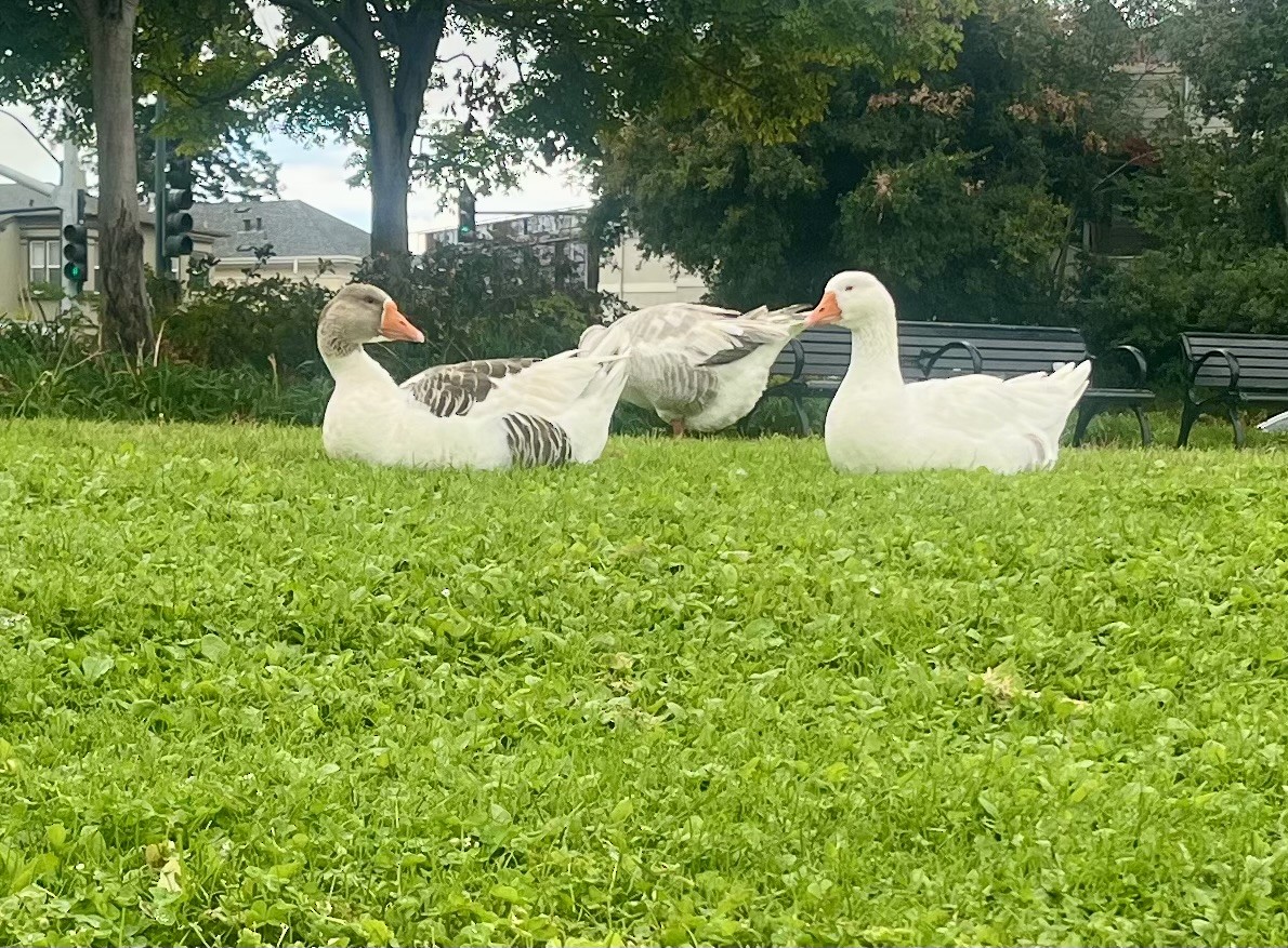 Graylag Goose (Domestic type) - ML643500230