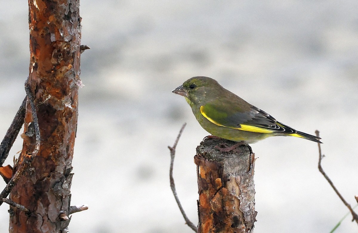European Greenfinch - ML643500231