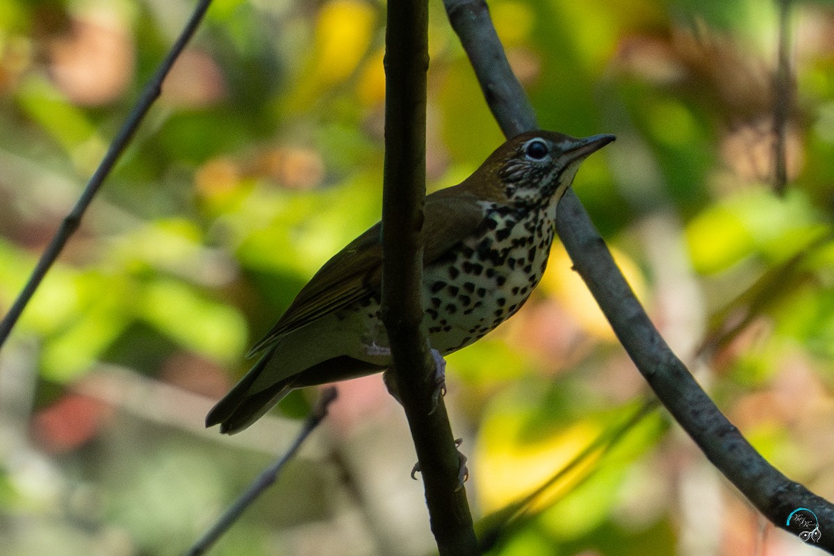 Wood Thrush - ML643500233
