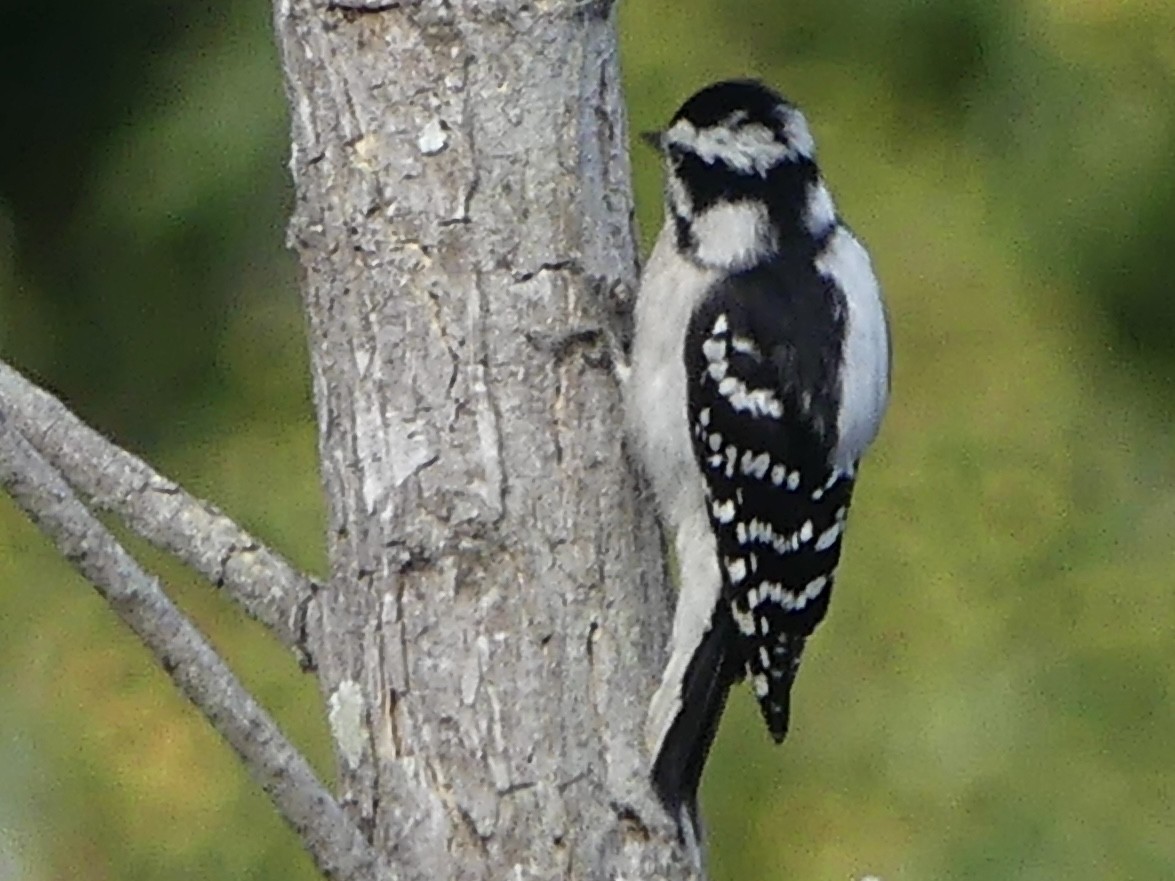 Downy Woodpecker - ML643500238
